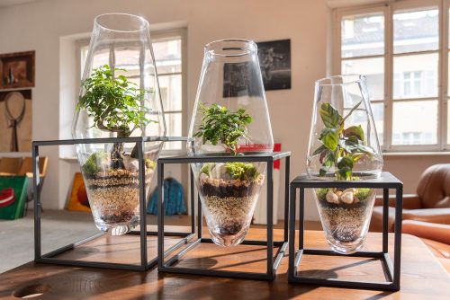 Terrarium green mix - immagine 4
