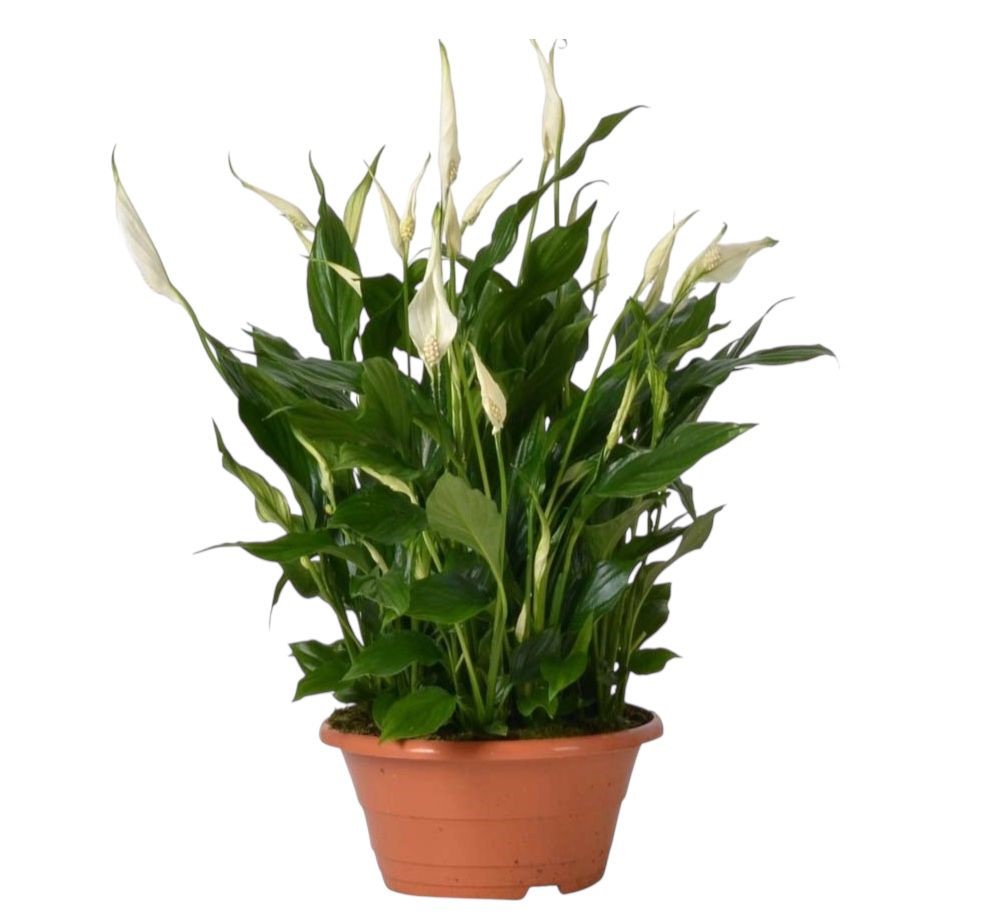 spathyphillum