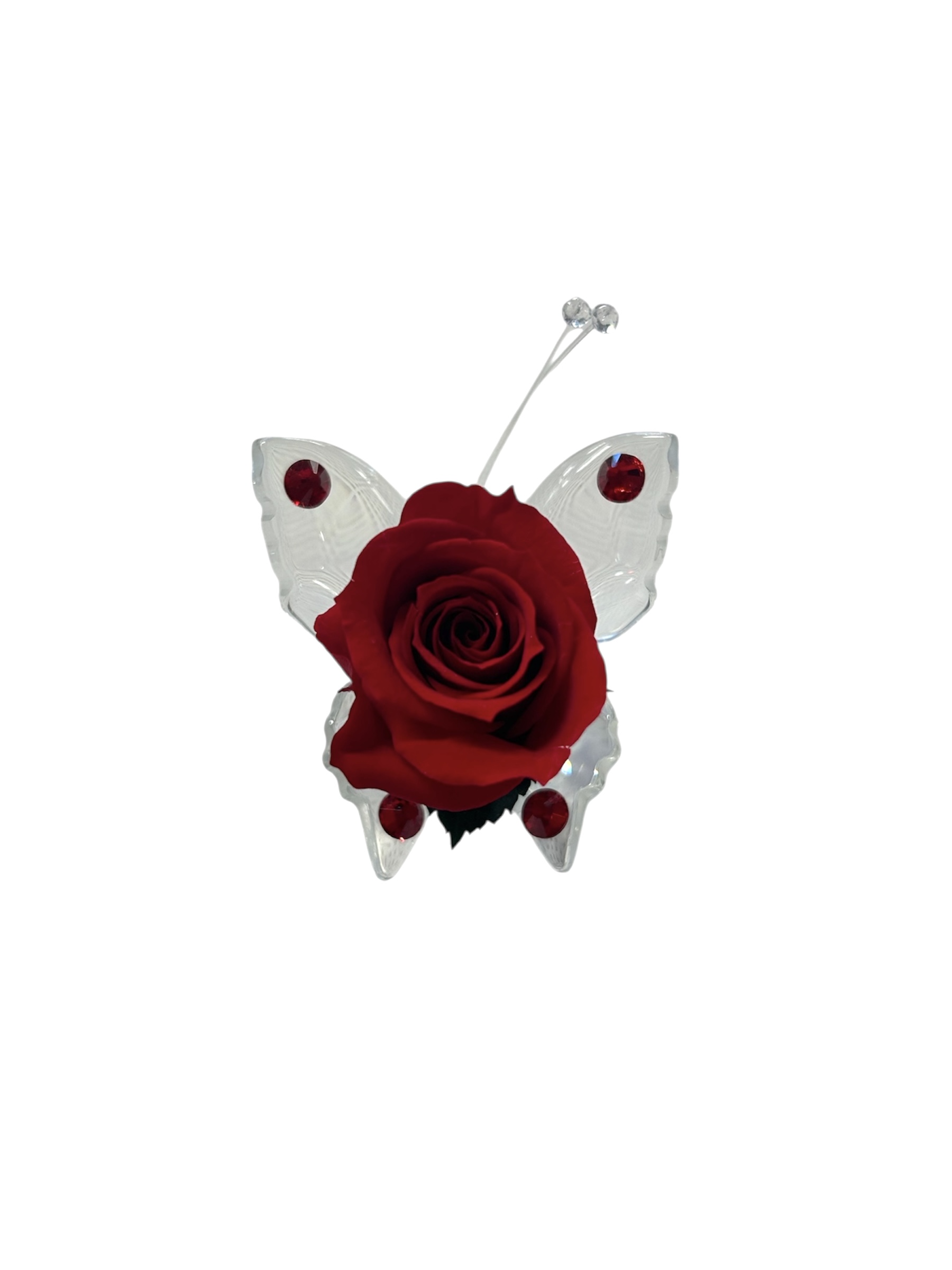 rosa stabilizzata