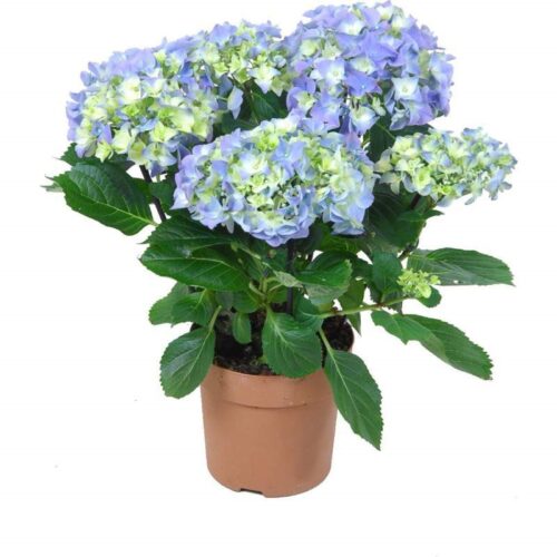 ORTENSIA BLU