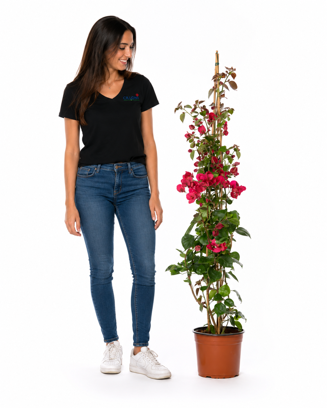 Bougainvillea - immagine 2