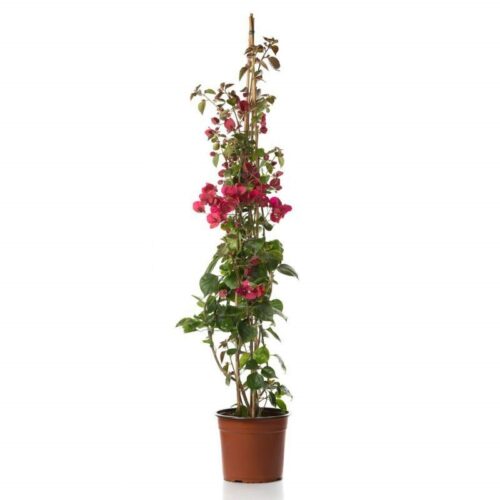 bouganvillea