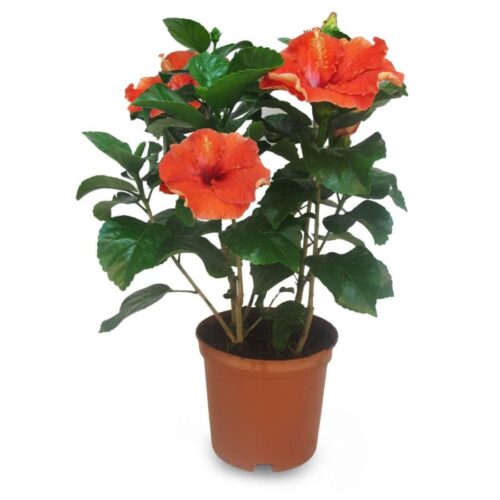 hibiscus