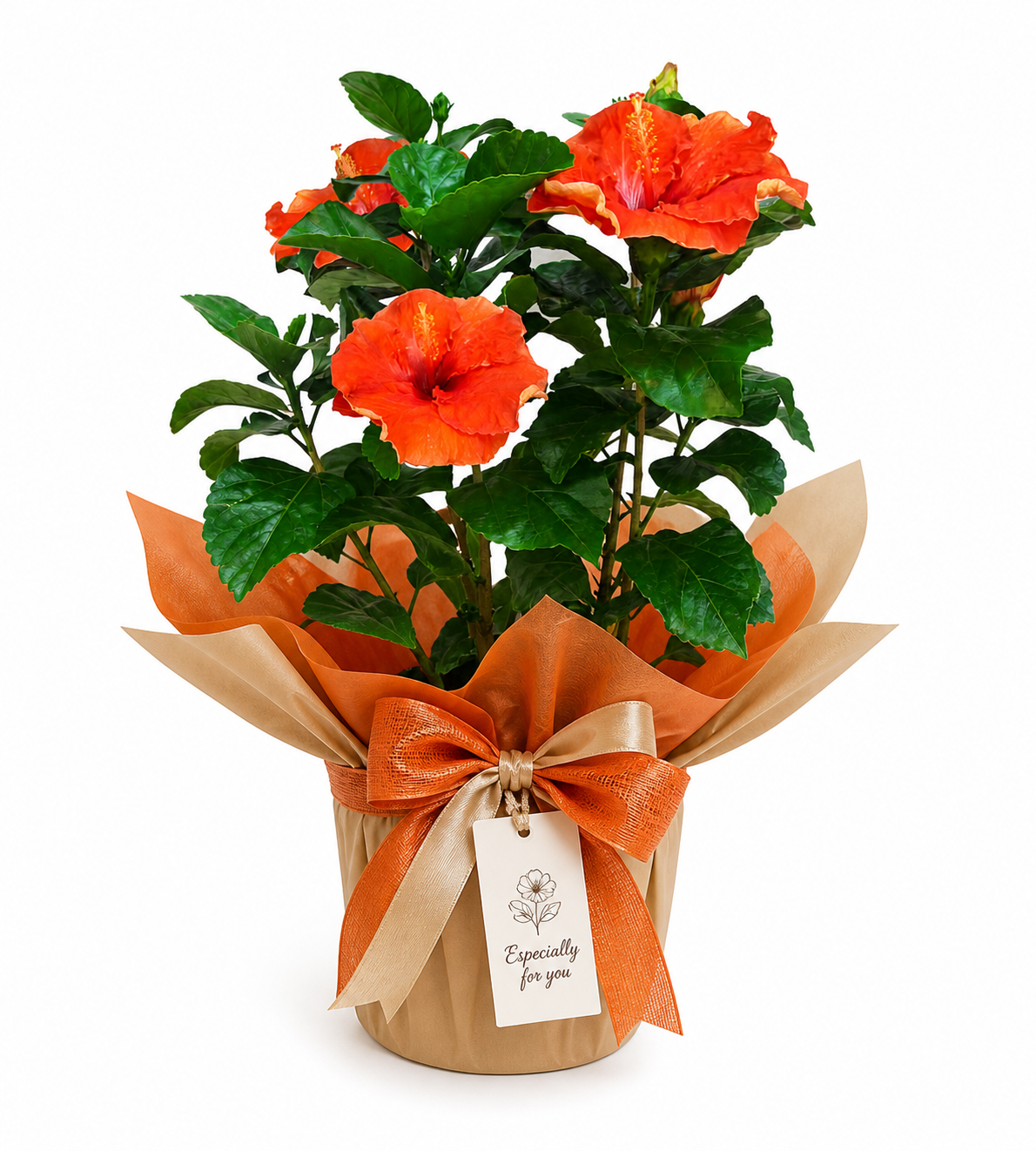 Hibiscus confezionato - immagine 3