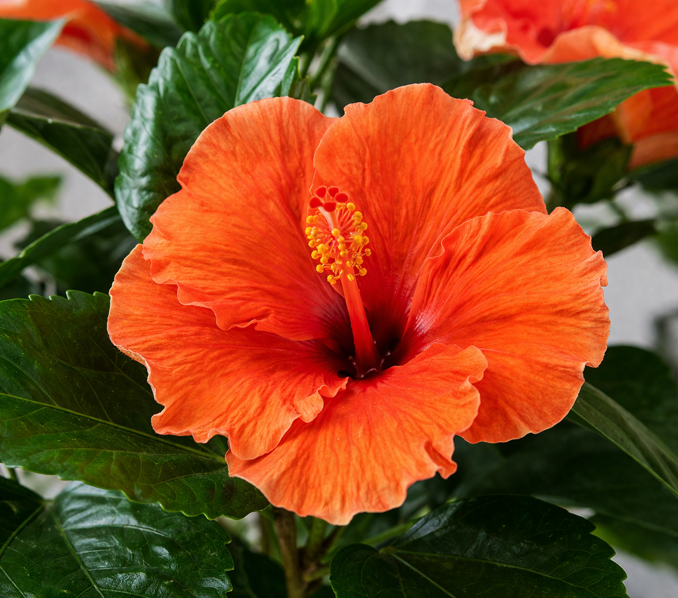 Hibiscus confezionato - immagine 4