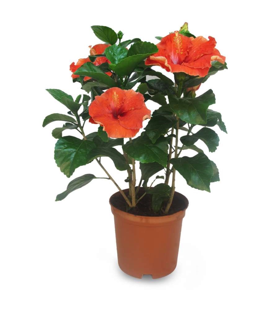 hibiscus