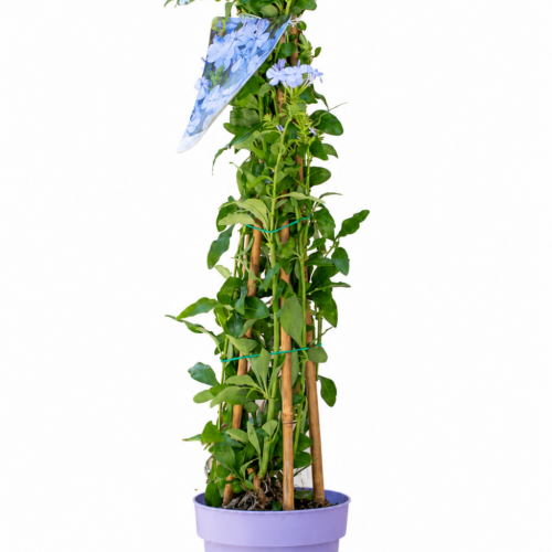 plumbago pianta