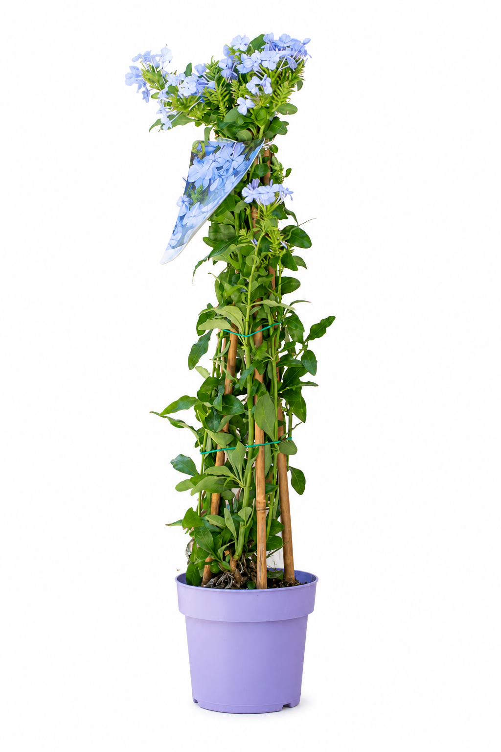 plumbago pianta