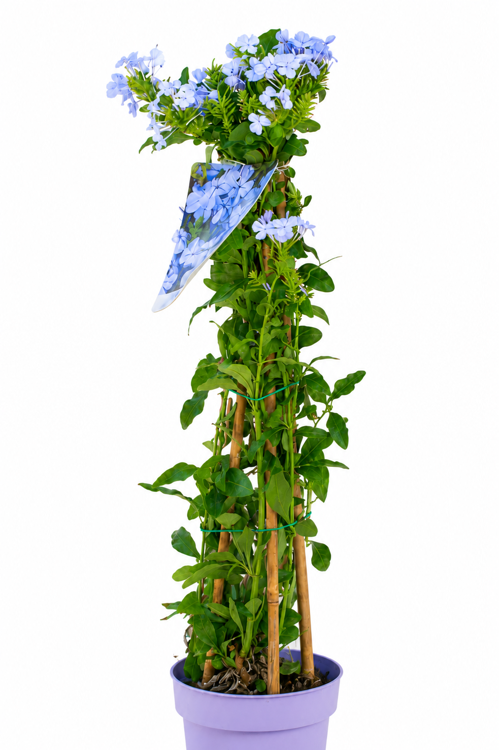 Plumbago - immagine 2