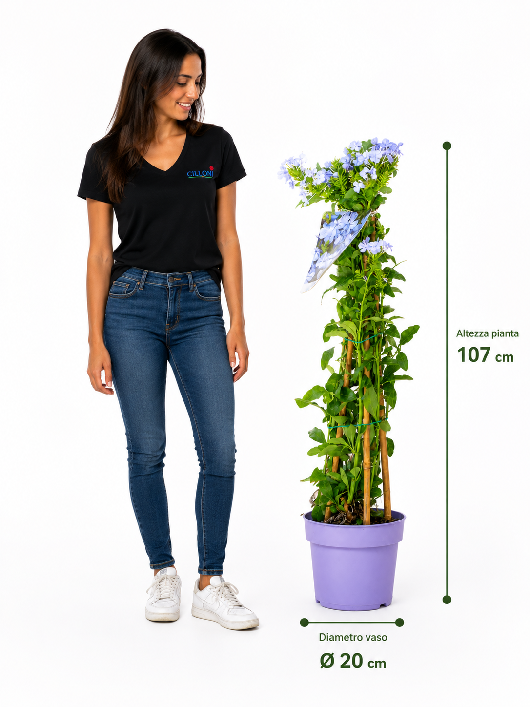 Plumbago - immagine 4